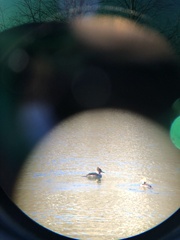 Lophodytes cucullatus