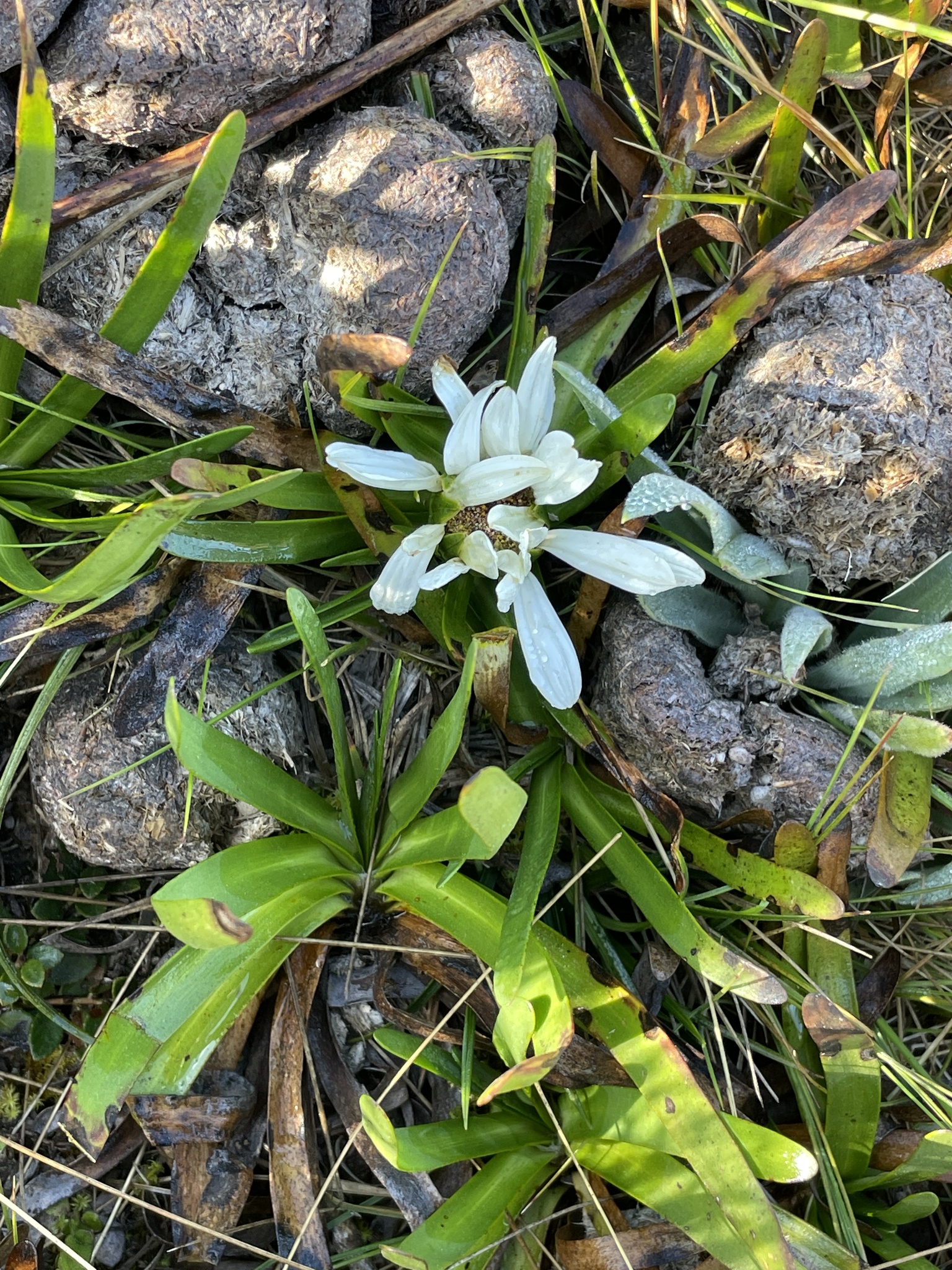 Rockhausenia image