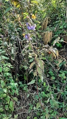 Salvia lavanduloides