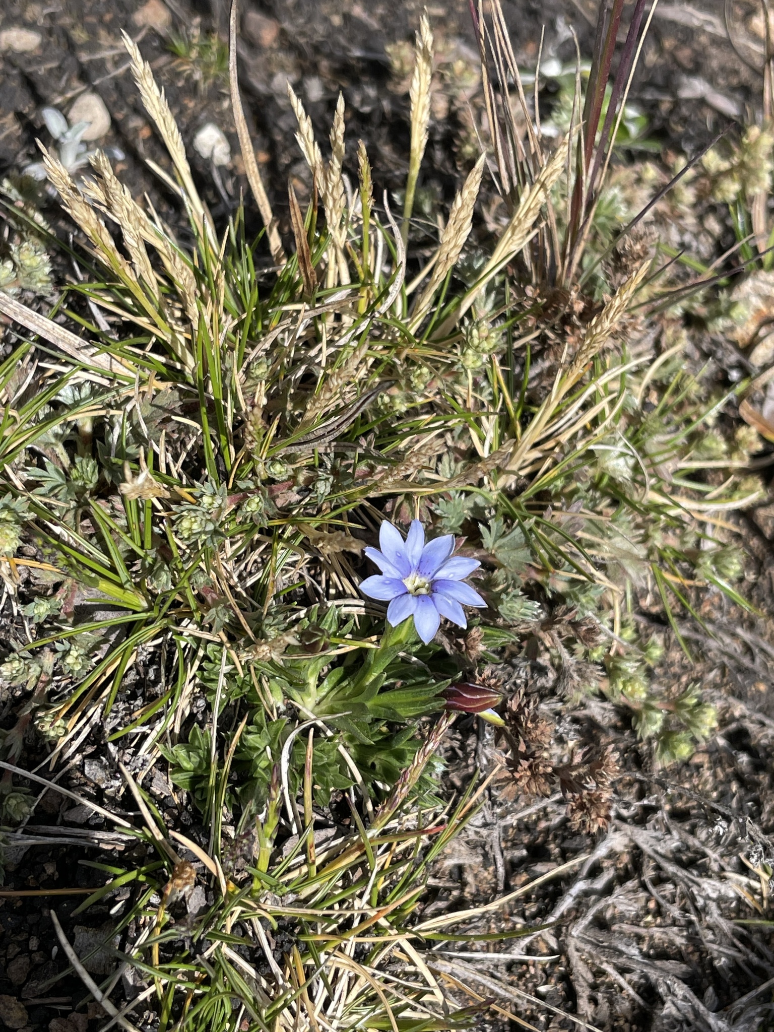 Gentiana image