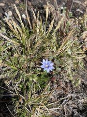 Gentiana sedifolia