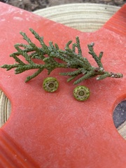 Juniperus