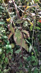 Salvia lavanduloides