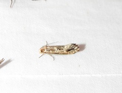 Moerarchis inconcisella