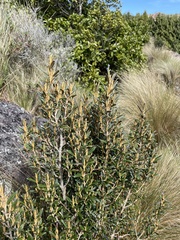 Miconia salicifolia