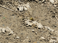 Austrogomphus guerini