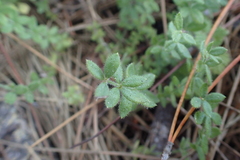 Galium californicum