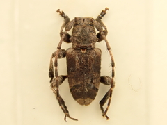 Hybolasius crista