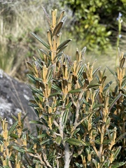 Miconia salicifolia