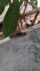 Dasychira chekiangensis