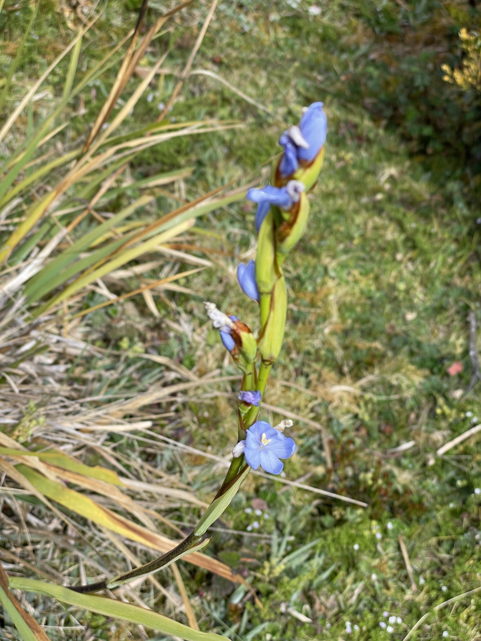 Iridaceae image