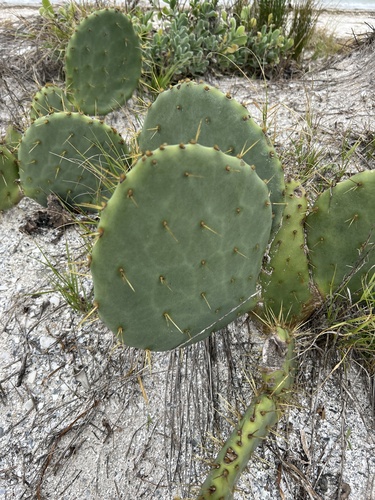 beach Texas pricklypear (Opuntia bentonii)