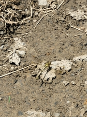 Austrogomphus guerini