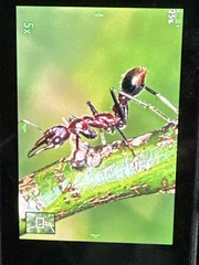 Myrmecia regularis