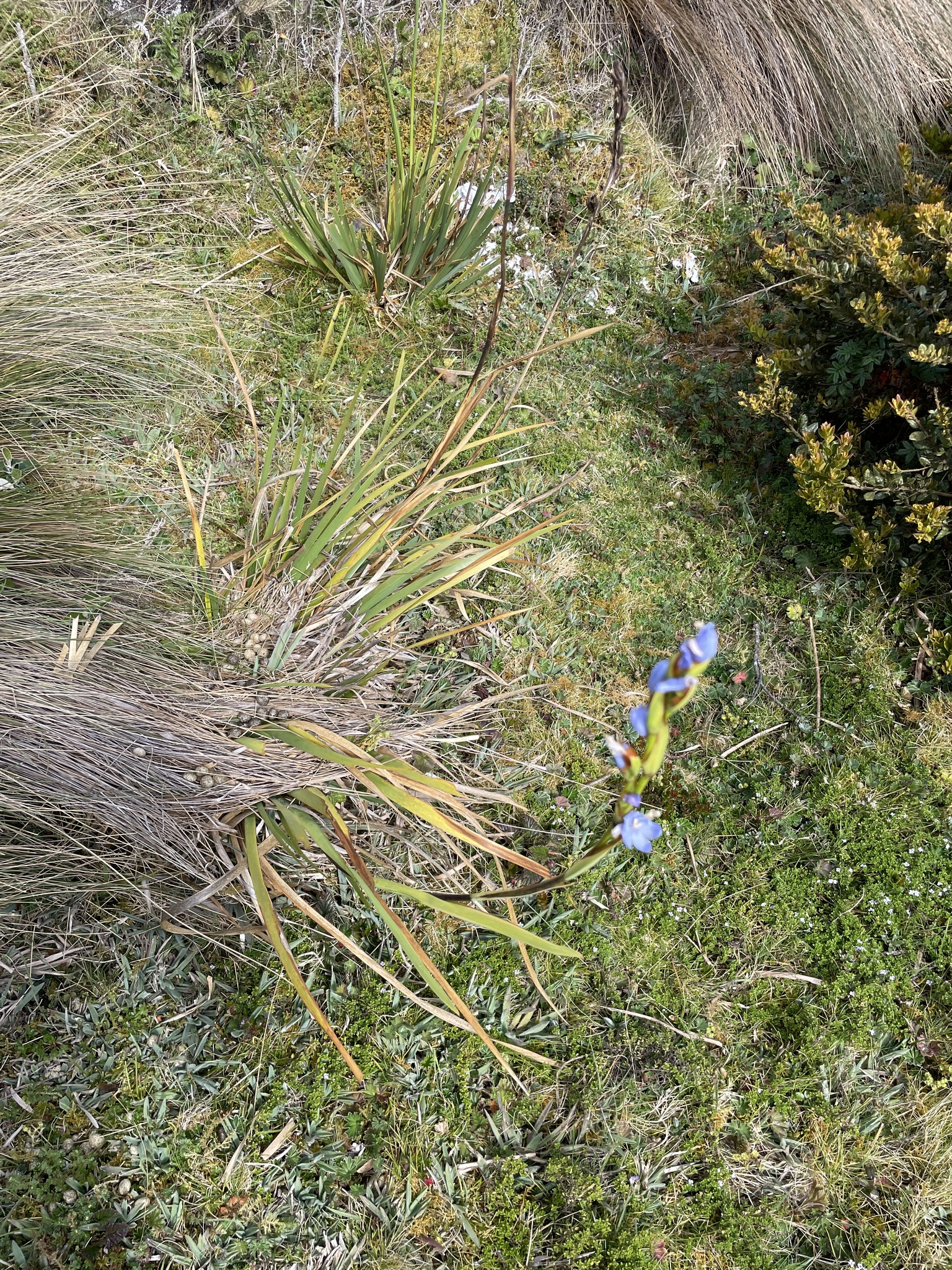 Orthrosanthus chimboracensis image