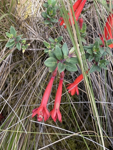 Fuchsia harlingii