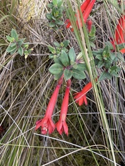 Fuchsia