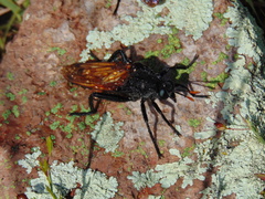 Protomydas rubidapex