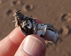 Diopatra cuprea