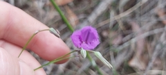 Thysanotus tuberosus