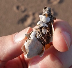 Diopatra cuprea