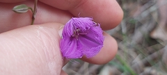 Thysanotus tuberosus