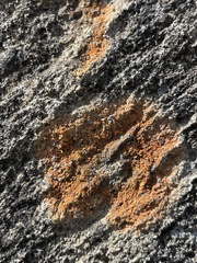Teloschistaceae