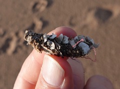 Diopatra cuprea