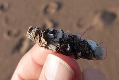 Diopatra cuprea