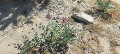 Astragalus crotalariae