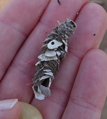 Diopatra cuprea