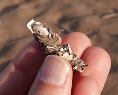 Diopatra cuprea