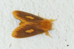 Euproctis plagiata