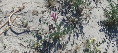 Astragalus crotalariae