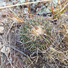 Echinofossulocactus