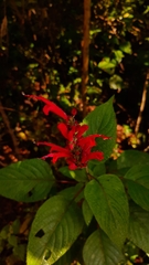 Salvia cinnabarina