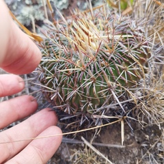 Echinofossulocactus
