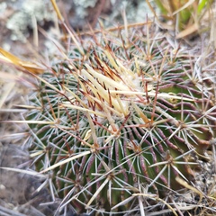 Echinofossulocactus