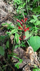 Salvia cinnabarina