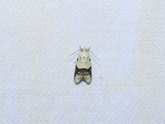 Tracholena sulfurosa