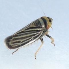 Amblysellus curtisii