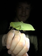 Steirodon