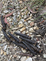 Perga affinis