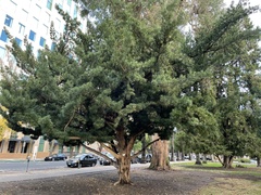 Podocarpus macrophyllus
