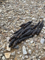 Perga affinis