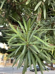 Podocarpus macrophyllus