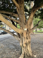 Podocarpus macrophyllus