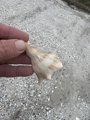 Sinistrofulgur pulleyi