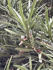 Podocarpus macrophyllus