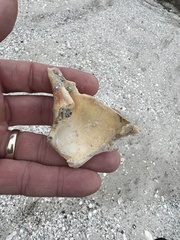 Sinistrofulgur pulleyi